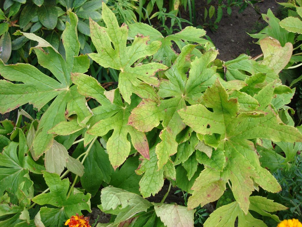 Podophyllum hexandrum, a Himalayan plant studied for radioprotective compounds